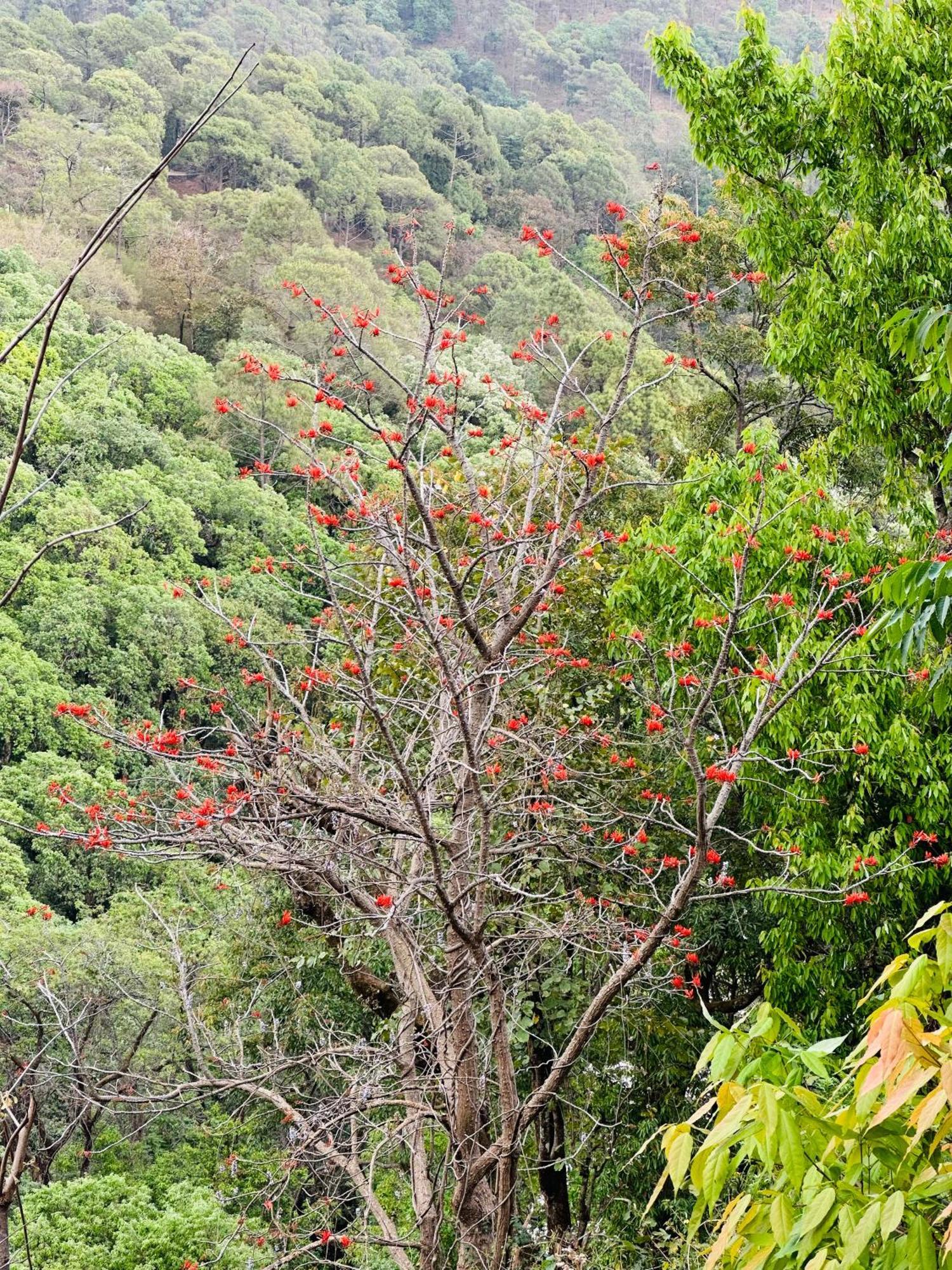 Bhīm TālIncredible Birding Campアパートメント エクステリア 写真