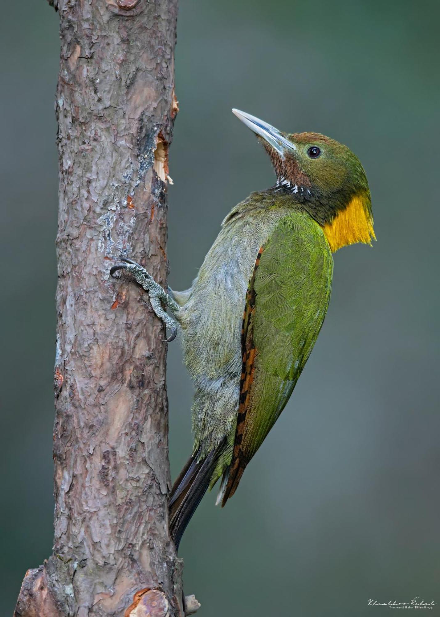 Bhīm TālIncredible Birding Campアパートメント エクステリア 写真