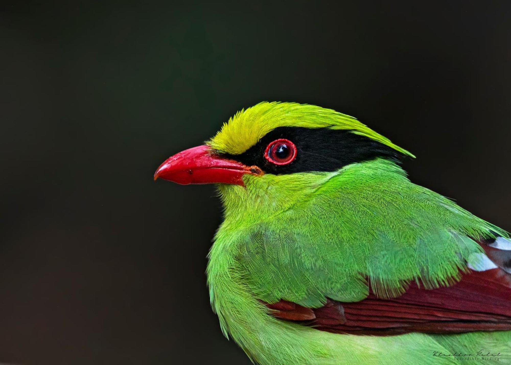 Bhīm TālIncredible Birding Campアパートメント エクステリア 写真