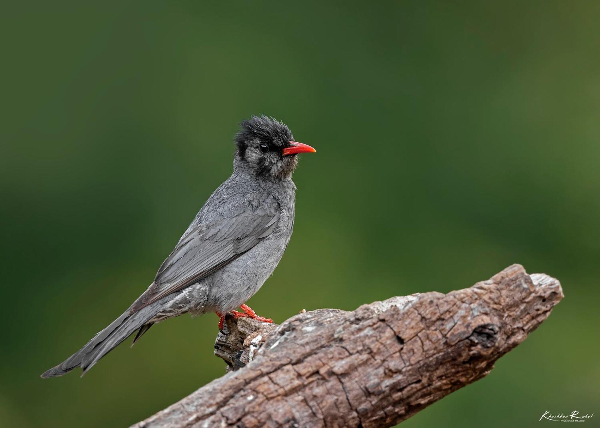Bhīm TālIncredible Birding Campアパートメント エクステリア 写真