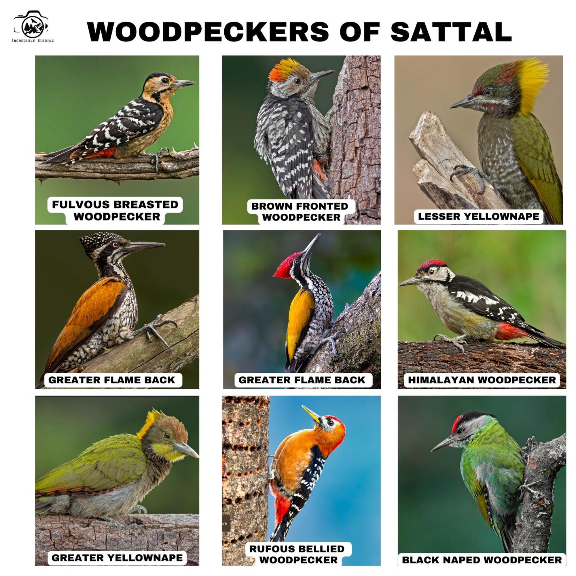 Bhīm TālIncredible Birding Campアパートメント エクステリア 写真