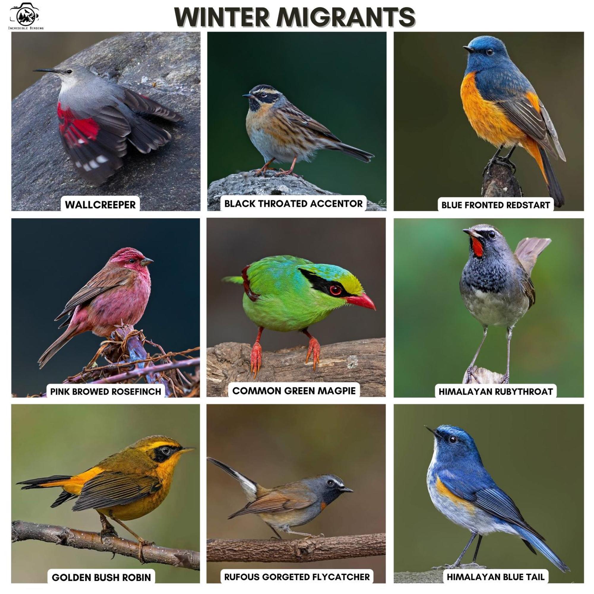 Bhīm TālIncredible Birding Campアパートメント エクステリア 写真