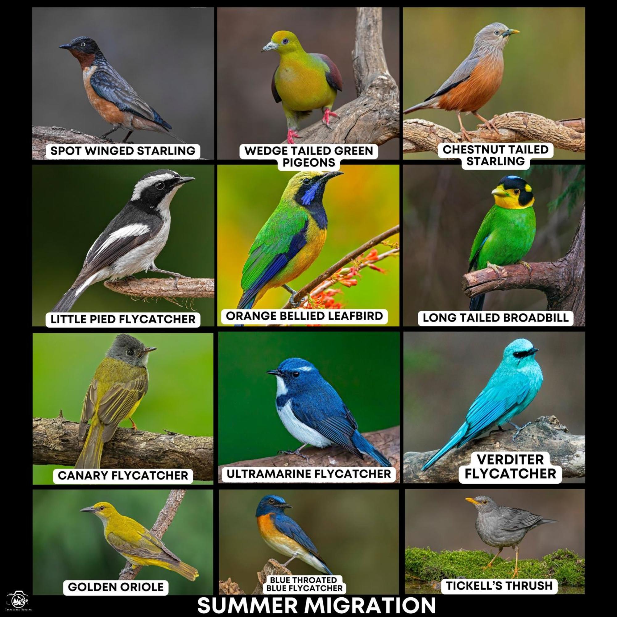 Bhīm TālIncredible Birding Campアパートメント エクステリア 写真